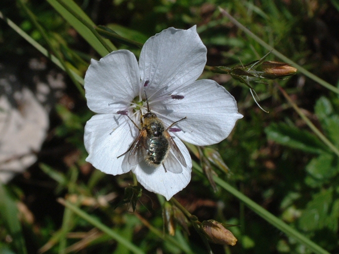 Linum tenuifolium / Lino montano